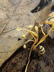 Ophiocordyceps sphecocephala