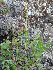 Oxytropis maydelliana