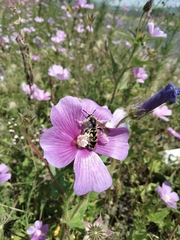Xanthocampsomeris limosa