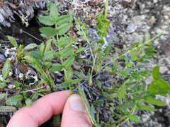 Oxytropis maydelliana