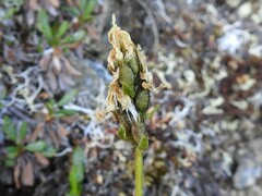 Oxytropis maydelliana