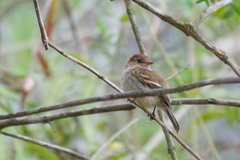Myiophobus fasciatus