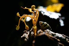 Ophiocordyceps sphecocephala