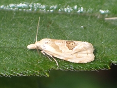 Aethes angustana