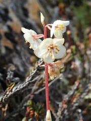 Pyrola grandiflora