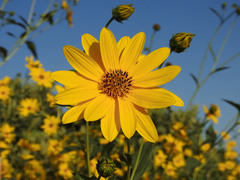 Helianthus tuberosus