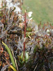 Pyrola grandiflora