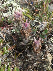 Castilleja hyperborea