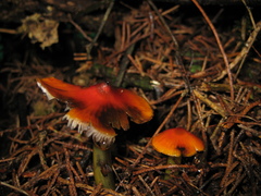 Hygrocybe conica