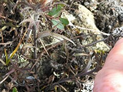 Castilleja hyperborea