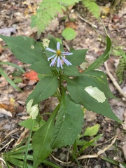 Symphyotrichum prenanthoides