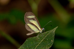Aeria olena
