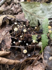 Strobilurus conigenoides