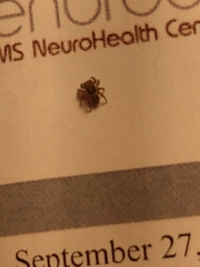 Pseudeuophrys lanigera