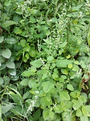 Chenopodium opulifolium