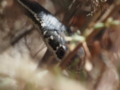 Masticophis lateralis