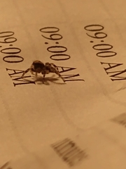 Pseudeuophrys lanigera