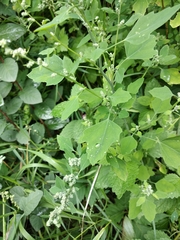 Chenopodium opulifolium