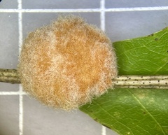 Druon quercusflocci
