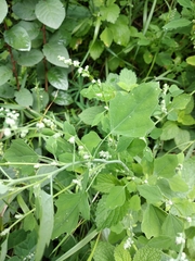 Chenopodium opulifolium