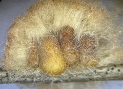 Druon quercusflocci