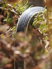 Masticophis lateralis