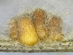 Druon quercusflocci
