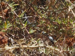 Masticophis lateralis