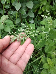 Chenopodium opulifolium
