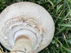 Leucoagaricus barssii