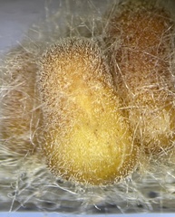 Druon quercusflocci