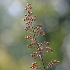 Scrophularia