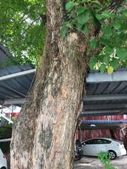 Pterocarpus indicus