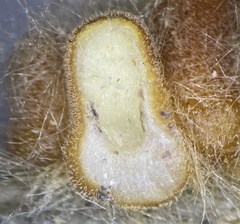 Druon quercusflocci
