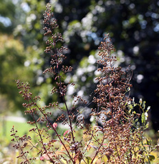Scrophularia marilandica