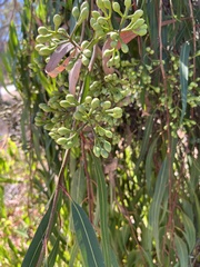 Corymbia citriodora