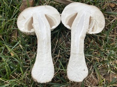 Leucoagaricus barssii