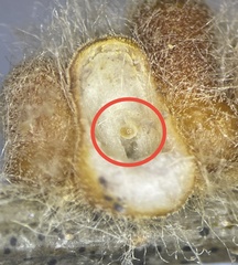 Druon quercusflocci