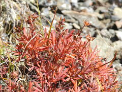 Potentilla biflora