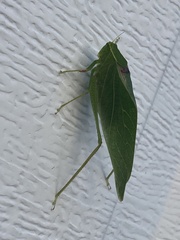 Microcentrum retinerve