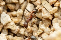Novomessor albisetosus