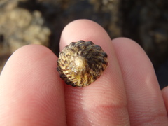 Bembicium auratum