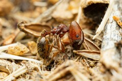 Pheidole xerophila
