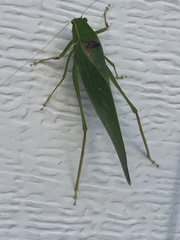 Microcentrum retinerve