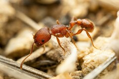 Pogonomyrmex imberbiculus