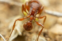 Pogonomyrmex imberbiculus