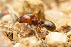 Pheidole xerophila
