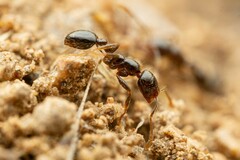 Solenopsis xyloni