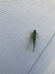 Microcentrum retinerve