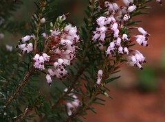 Erica multiflora